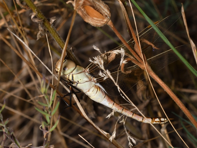 Anax ephippiger - vándor óriásacsa
