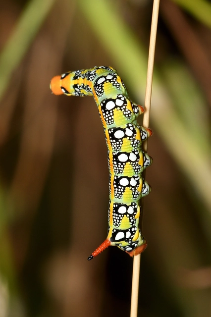 Hyles euphorbiae - kutyatejszender
