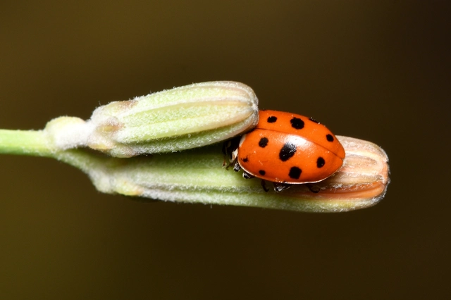 Hippodamia variegata - tizenhárompettyes katica