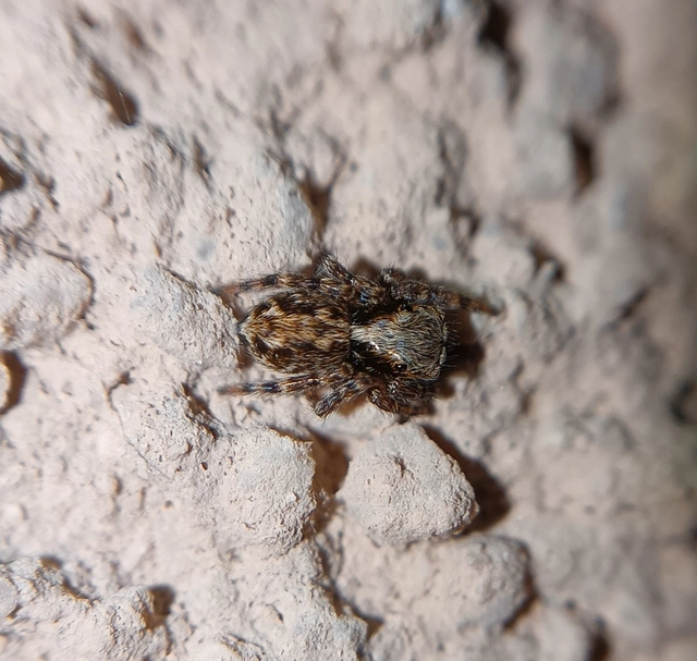 Pseudeuophrys lanigera - szobai ugrópók