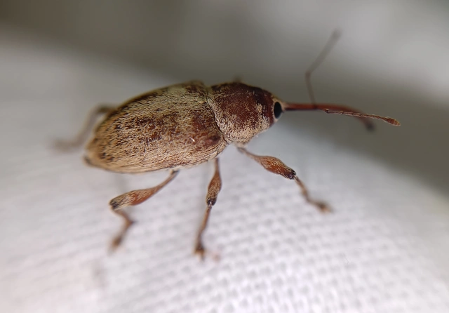 Curculio propinquus - halvány zsuzsóka