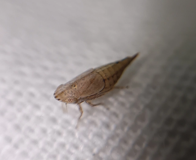 Doratura