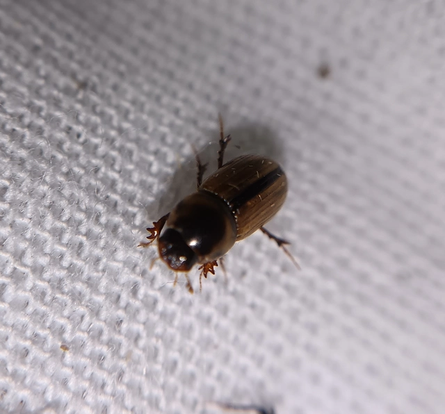 Aphodius lividus - turjáni trágyabogár
