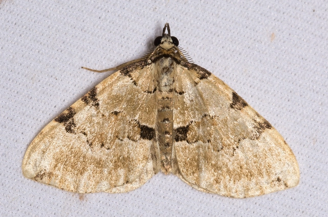 Colostygia pectinataria - zöld levélaraszoló