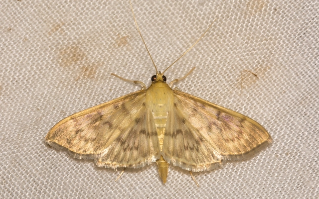 Patania ruralis - csalánevő tűzmoly