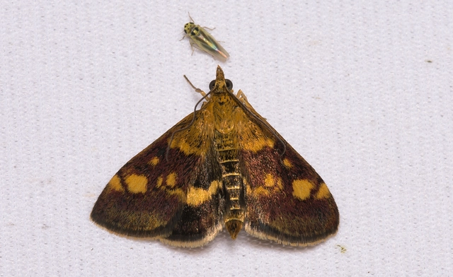 Pyrausta aurata - aranyló bíbormoly