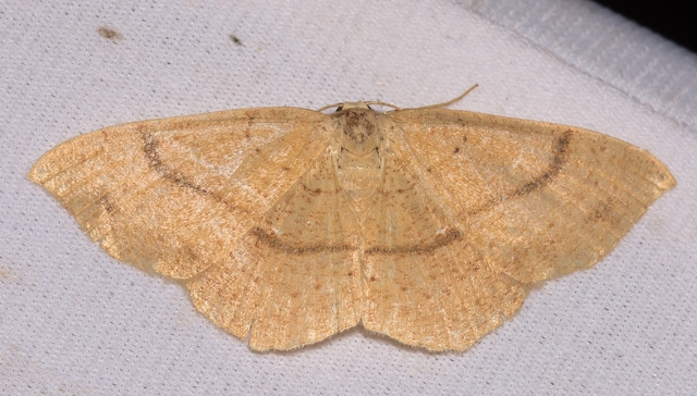 Cyclophora ruficiliaria - vörösrojtú pettyesaraszoló