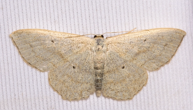 Scopula nigropunctata - feketepettyes araszoló