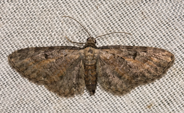 Eupithecia icterata - rozsdafoltos törpearaszoló