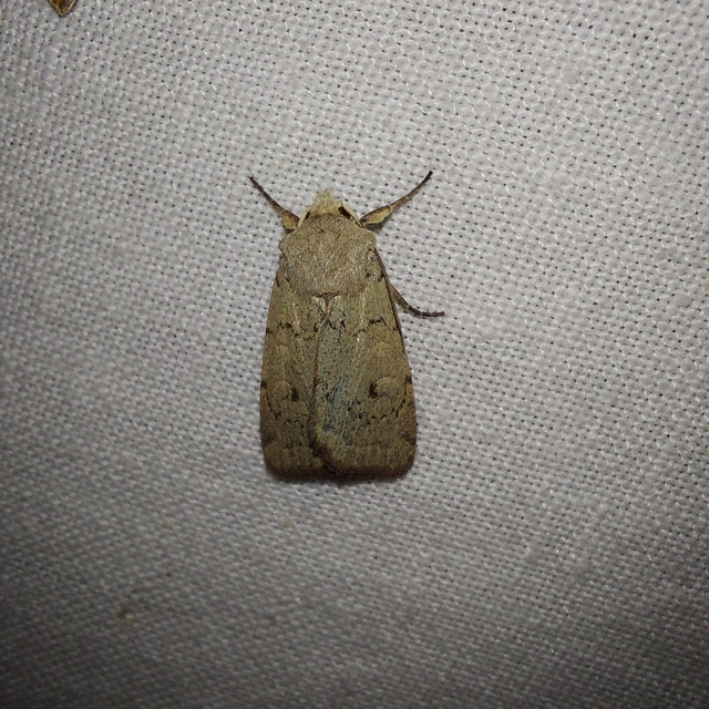 Xestia castanea michaeli - csarabos fűbagoly