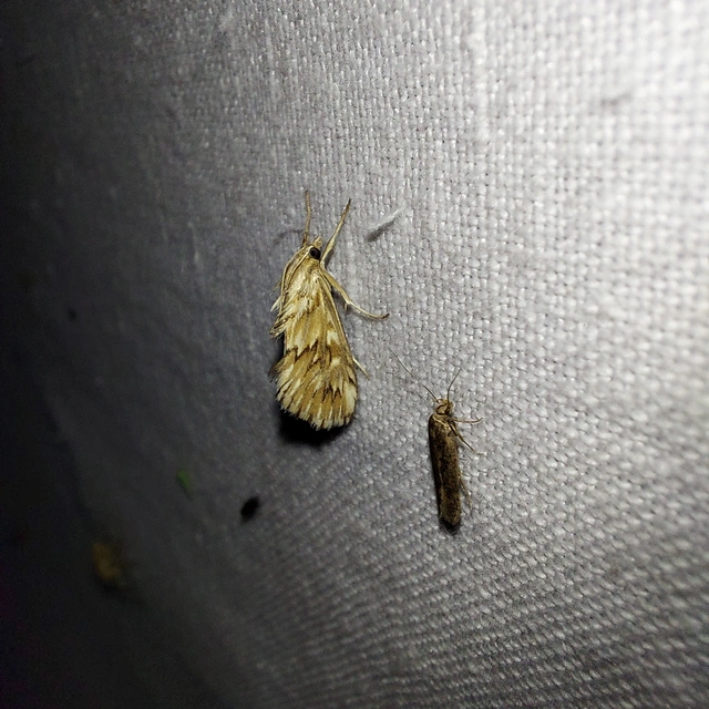 Cynaeda dentalis - gyakori ciframoly