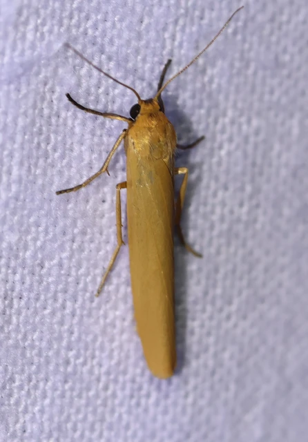 Eilema lutarella - narancsszínű zuzmószövő
