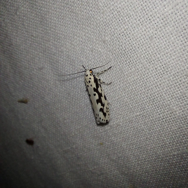 Ethmia