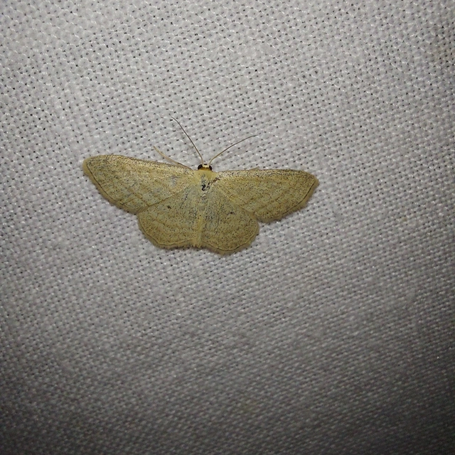 Scopula virgulata - vesszős sávosaraszoló