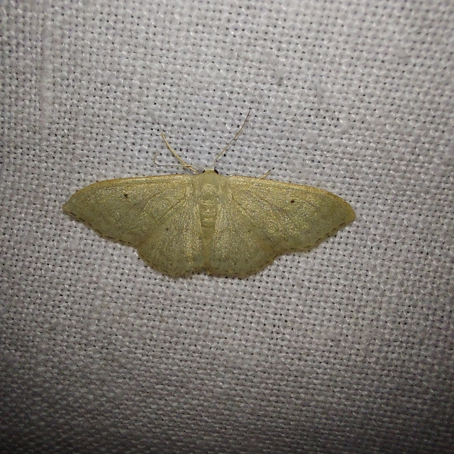 Idaea straminata - szalmasárga sávosaraszoló
