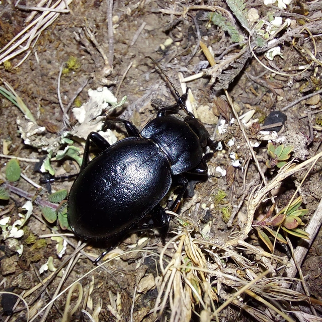 Carabus hungaricus - magyar futrinka