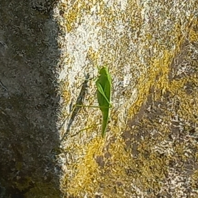 Phaneroptera nana - pontozott repülőszöcske