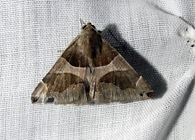 Dysgonia algira - déli porcelánbagoly