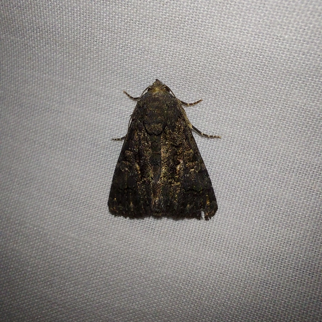 Anophia leucomelas - déli folyófűbagoly