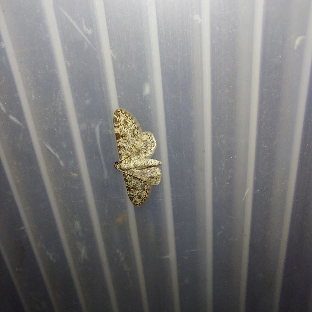 Eupithecia graphata - hangyabogáncs-törpearaszoló