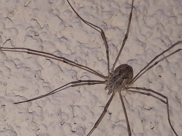 Opiliones - Kaszáspókok