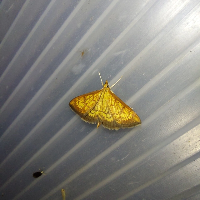 Ecpyrrhorrhoe rubiginalis - rozsdavörös tűzmoly
