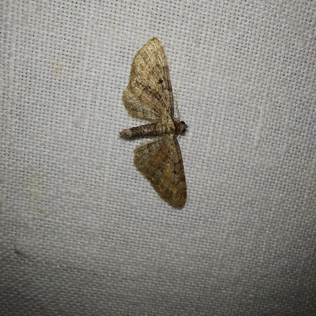 Eupithecia icterata - rozsdafoltos törpearaszoló