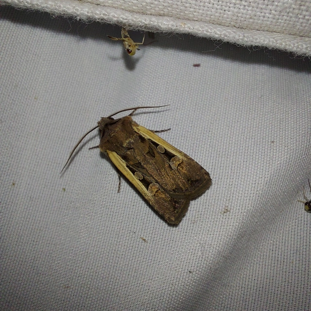 Euxoa hastifera pomazensis - szegélysávos földibagoly