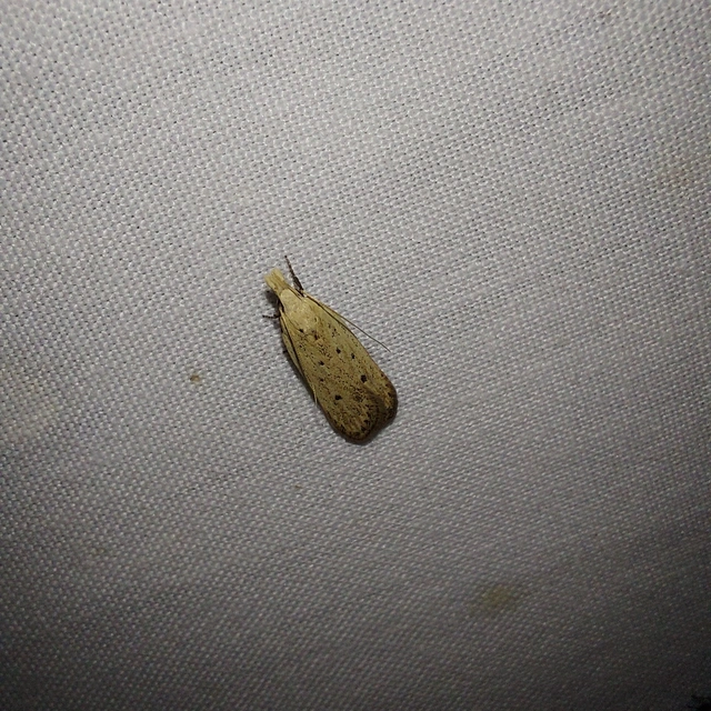 Nothris verbascella - okkersárga sarlósmoly