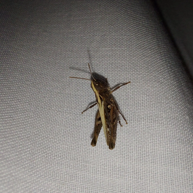 Omocestus petraeus - szőke tarlósáska