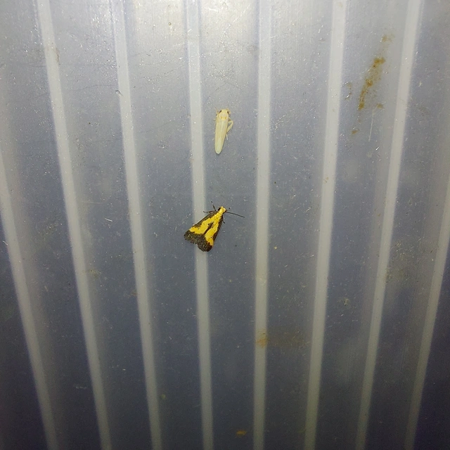 Brachmia dimidiella - citromkocsord-lápimoly