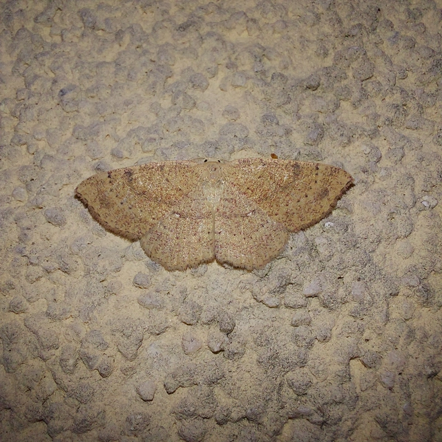 Cyclophora ruficiliaria - vörösrojtú pettyesaraszoló