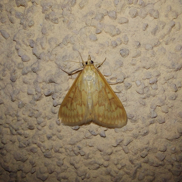 Ostrinia nubilalis - kukoricamoly