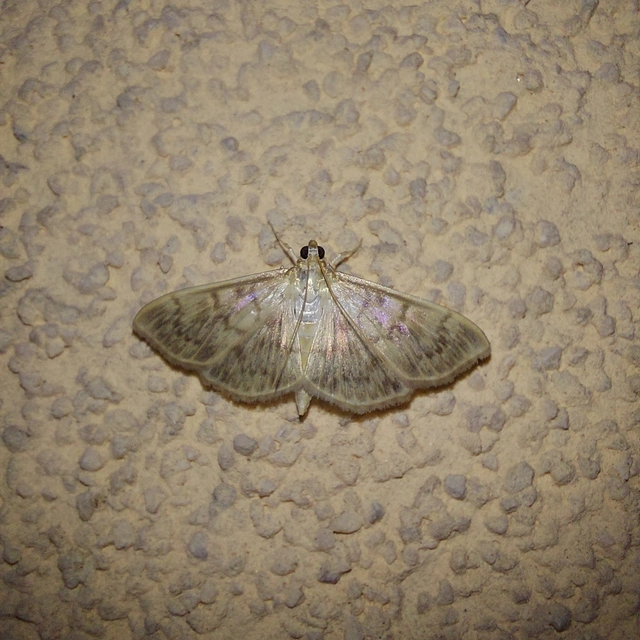 Patania ruralis - csalánevő tűzmoly