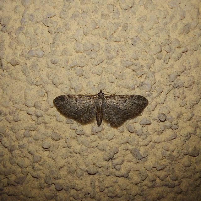 Eupithecia tenuiata - sötétszegélyű törpearaszoló