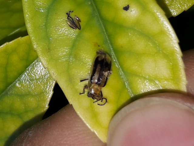 Diabrotica virgifera - amerikai kukoricabogár