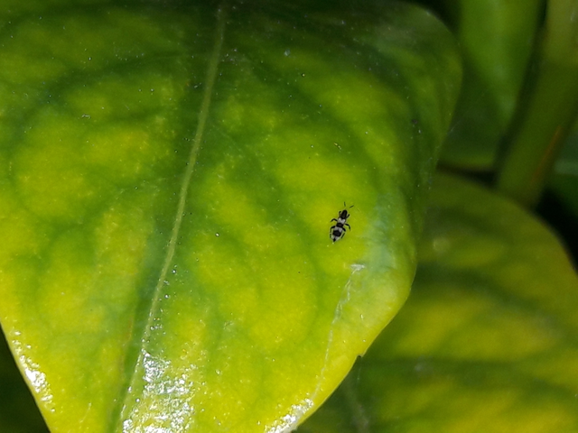 Thysanoptera - Tripszek