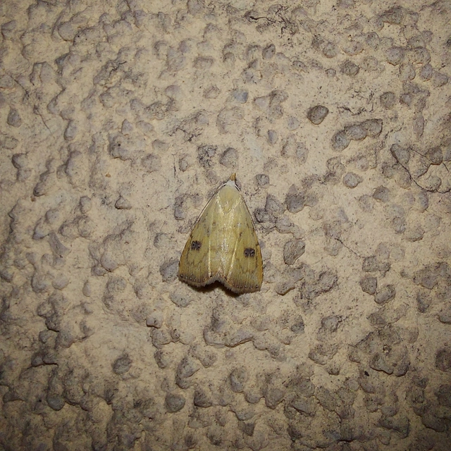 Rivula sericealis - selymes lórombagoly