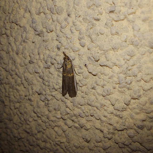 Etiella zinckenella - akácmoly