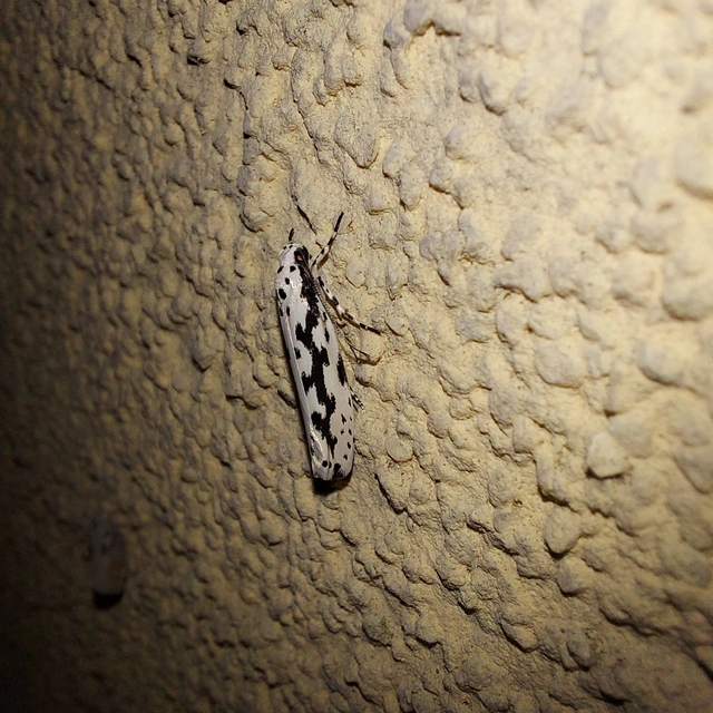 Ethmia