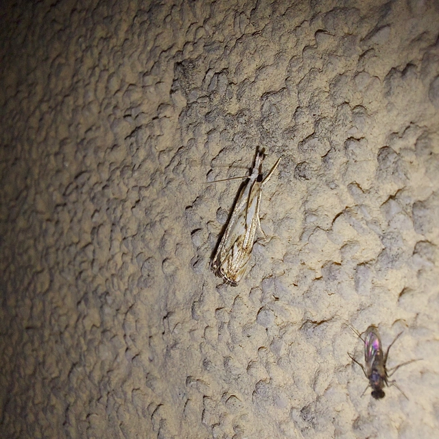 Catoptria falsella - hálós fűgyökérmoly