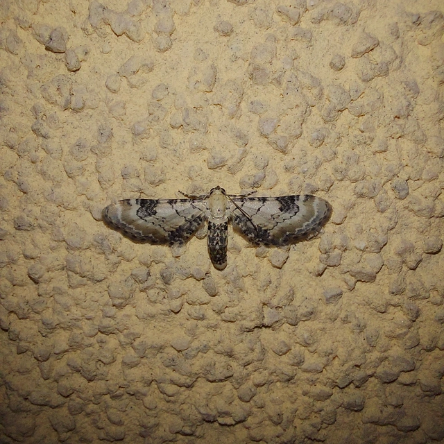 Eupithecia centaureata - búzavirág-törpearaszoló