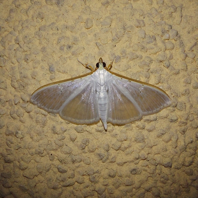 Palpita vitrealis - hófehér tűzmoly