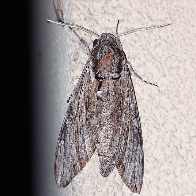 Agrius convolvuli - szulákszender