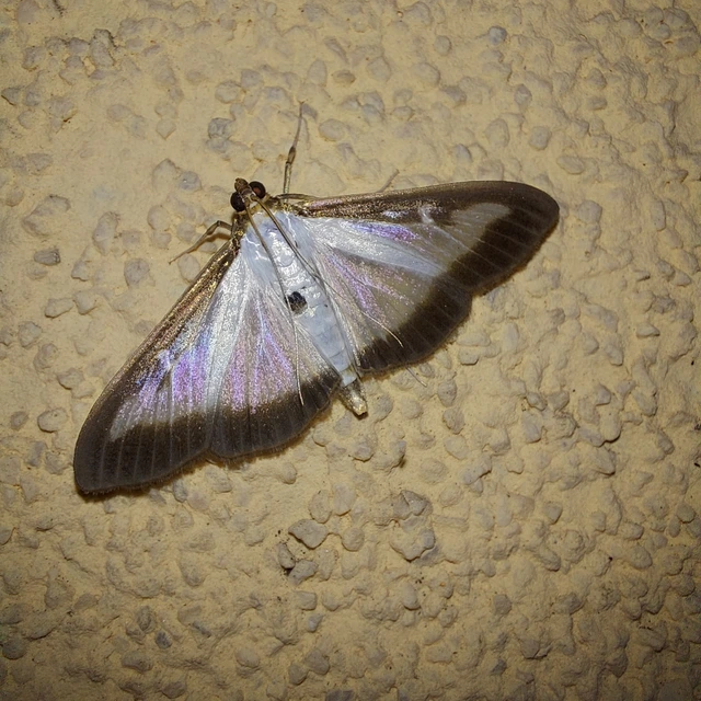 Cydalima perspectalis - puszpáng-tűzmoly
