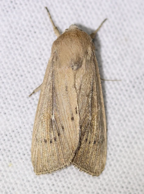 Leucania obsoleta - pontozott rétibagoly