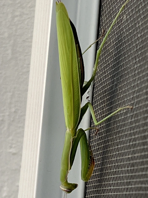 Mantis religiosa - imádkozósáska