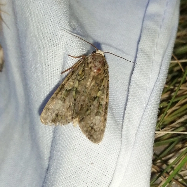 Craniophora ligustri - fagyalbagoly