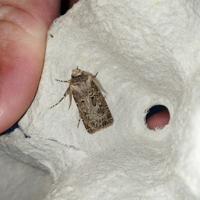 Agrotis bigramma - kétjegyű földibagoly