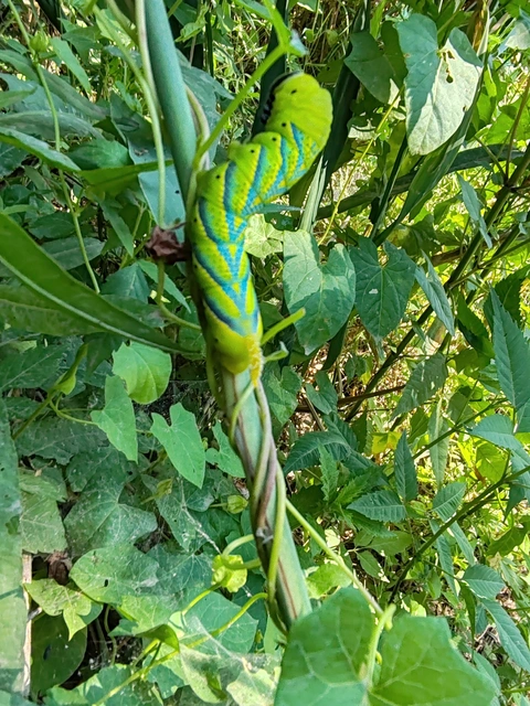 Acherontia atropos - halálfejes lepke